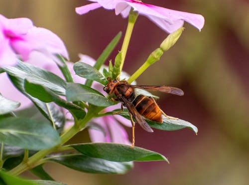 Gratis arkivbilde med hornet, insekt, insektfotografering