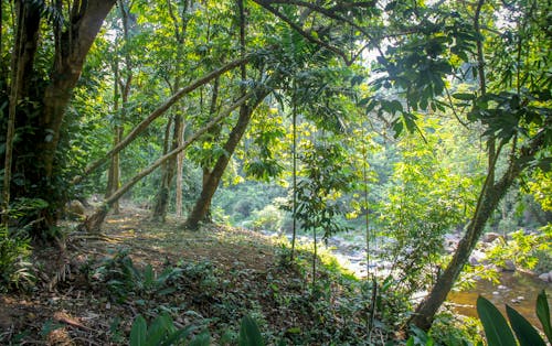 Gratis stockfoto met Bos, bosgebied, groene bomen