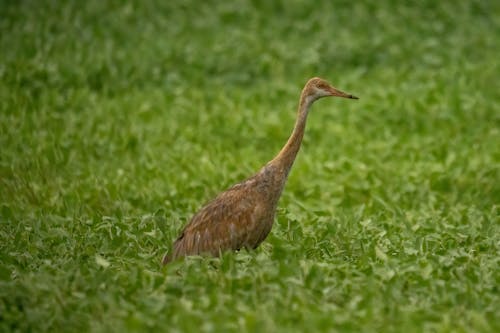 Close-Up Shot of a Sandhill Crane on Green Grass
