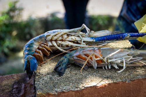 Shellfish in Close Up