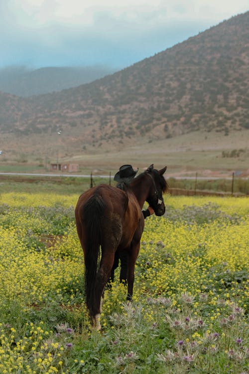 Imagine de stoc gratuită din cal, călătorie, fermă