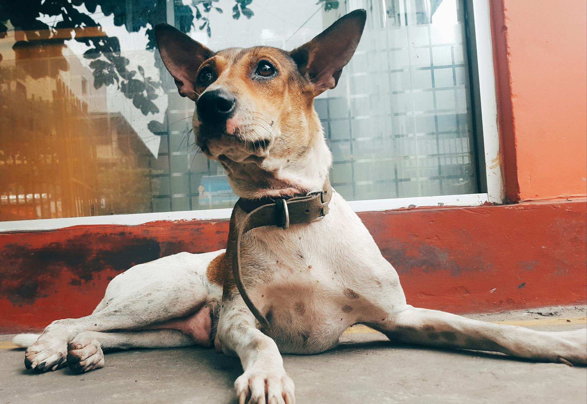 Middelgrote, kortharige bruin-witte hond met bruine kraag op de foto