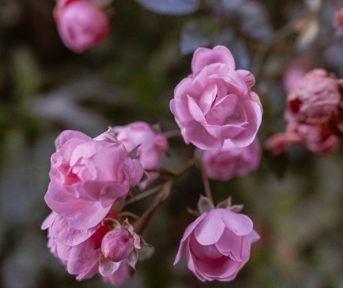 Free Detailed close-up of pink roses blooming outdoors, showcasing natural beauty and color. Stock Photo
