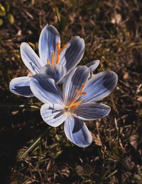 Foto profissional grátis de aumentando, botânica, cabeça de flor