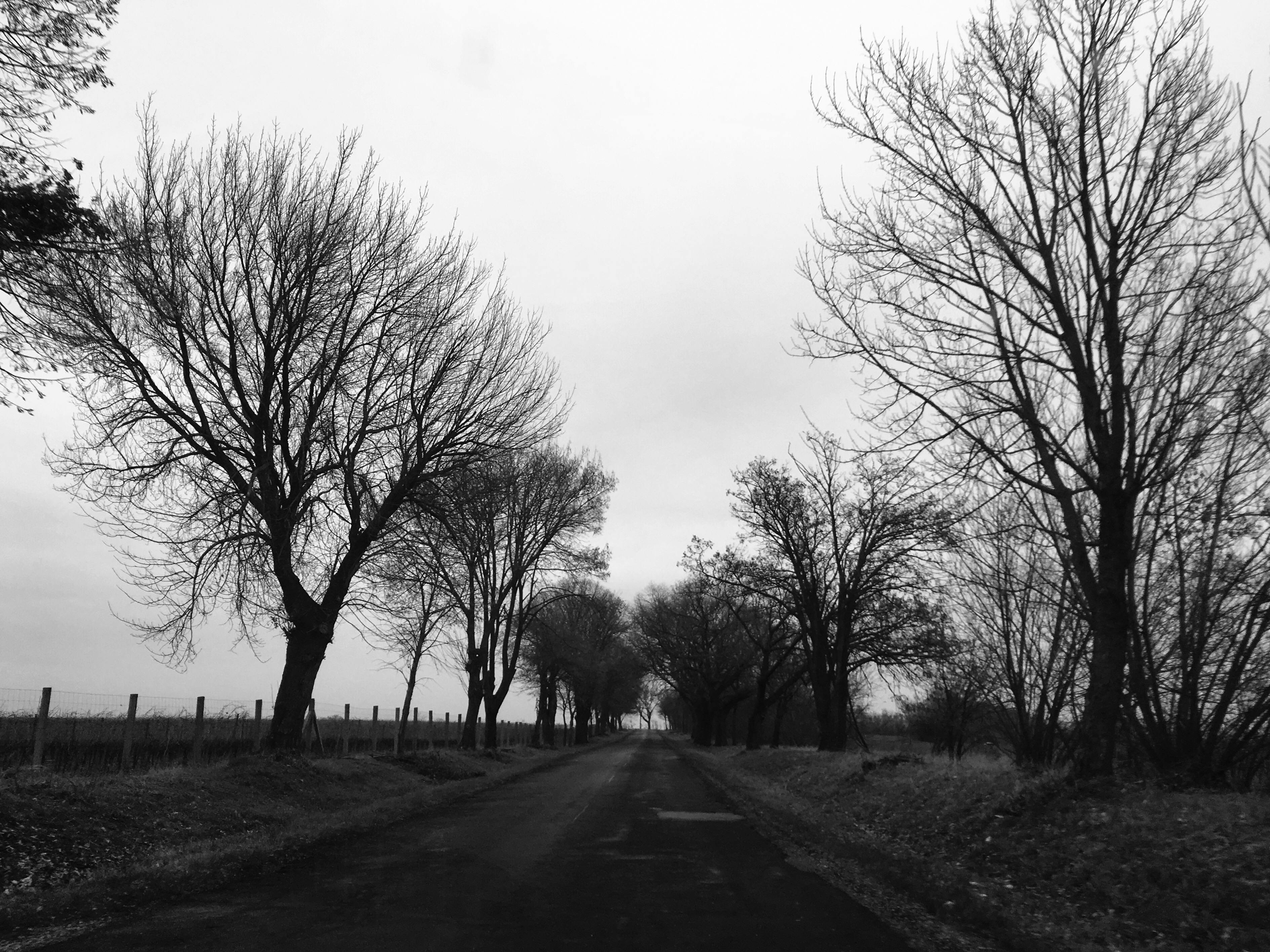 Free stock photo of black and white, nature, road