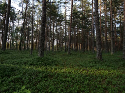 grátis Foto profissional grátis de árvores, floresta, madeiras Foto profissional