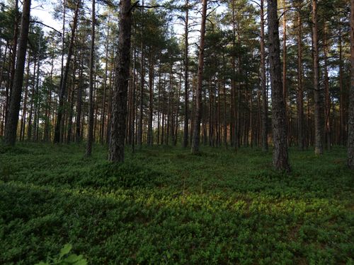 Free Peaceful forest scene with abundant trees and lush green foliage, ideal for nature themes. Stock Photo