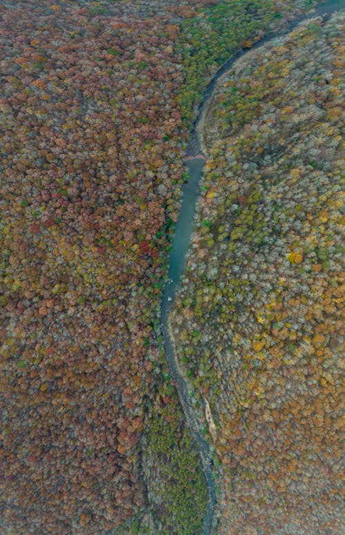 Aerial View of a River Surrounded by Trees