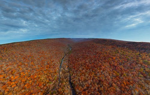 An Aerial Shot of a Forest during Autumn