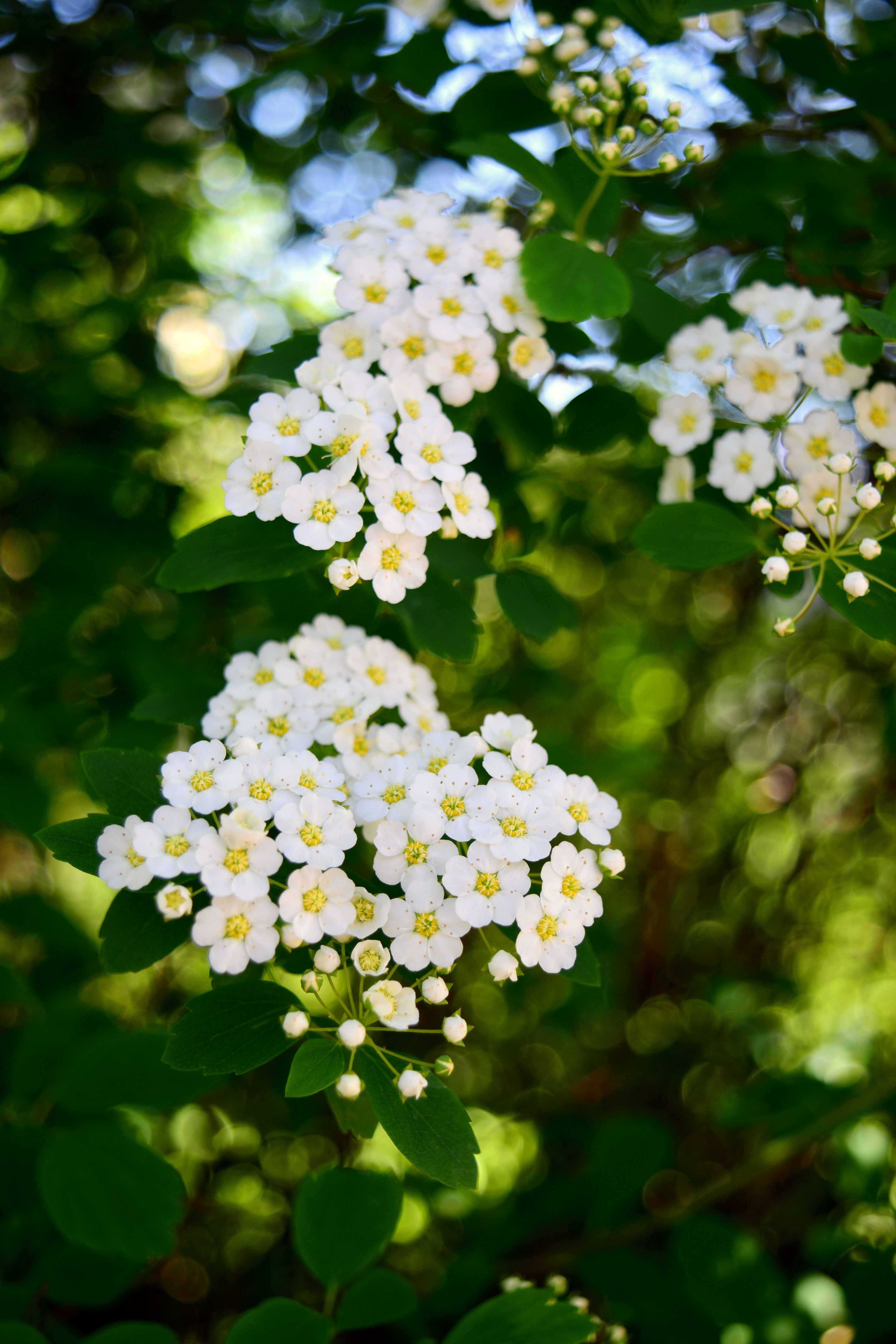 White Flowers in Close Up Photography · Free Stock Photo