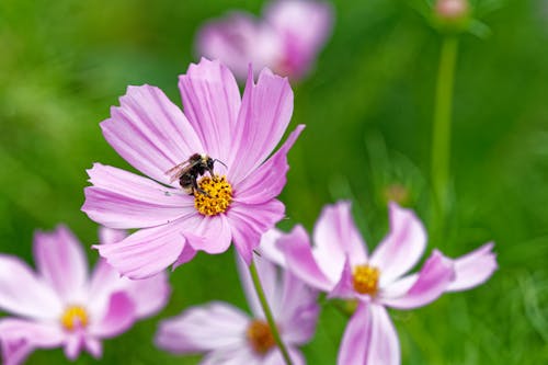 arı, bitki örtüsü, böcek içeren Ücretsiz stok fotoğraf