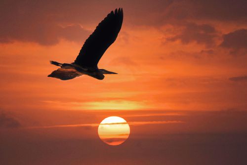 Free stock photo of bird flying, flying bird, golden sun Stock Photo