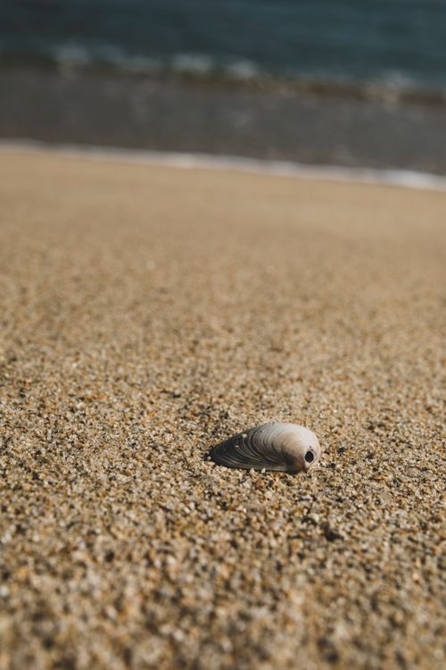 Free A solitary seashell rests on a sandy beach in Goseong-gun, South Korea. Stock Photo
