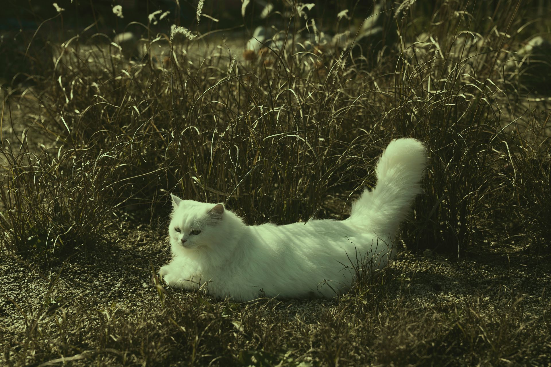 A serene white Persian cat lying in a grassy field, capturing a peaceful outdoor moment.