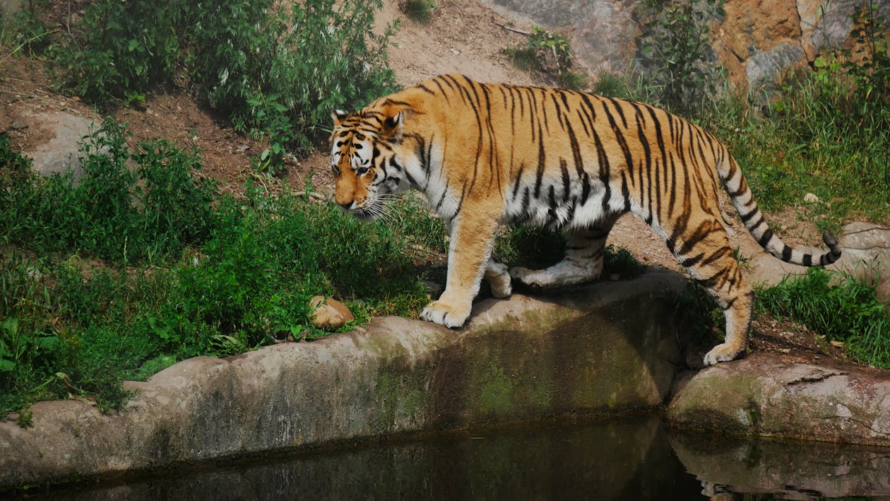 tiger walking in water