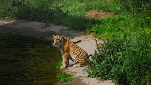 Free A Bengal tiger sits by a pond in Kolmården, Sweden, surrounded by lush greenery. Stock Photo