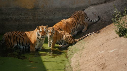ฟรี คลังภาพถ่ายฟรี ของ การถ่ายภาพสัตว์, นักล่า, วงศ์เสือและแมว คลังภาพถ่าย