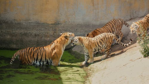 Tigers in Zoo