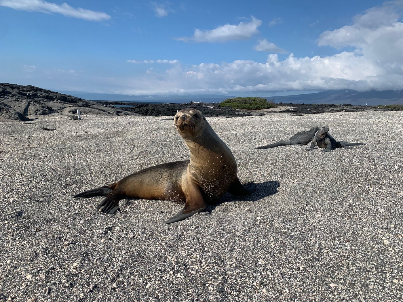 A sea lion lying on a sandy beach in the Galapagos Islands