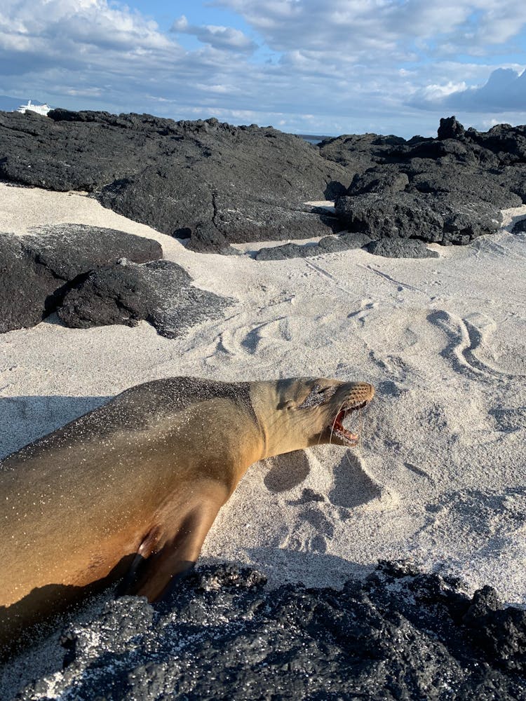 Seal On Island