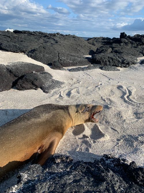 Free A seal basks on volcanic rocks with sandy beach and ocean view. Stock Photo