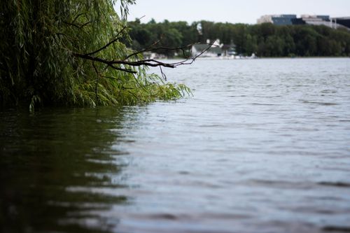 Free Serene view of a lakeside with branches dipping into the water, surrounded by lush greenery. Stock Photo