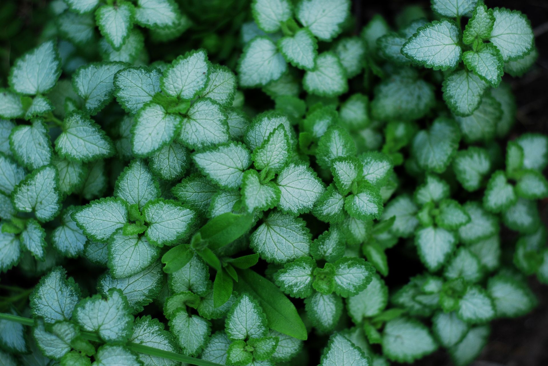 Top view of lush green mint leaves, showcasing vibrant natural beauty and garden freshness.