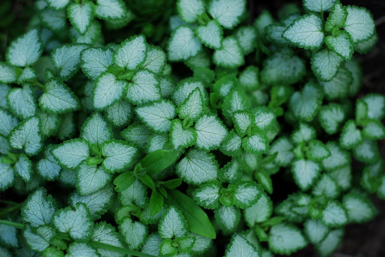 Green Plants Growing Outdoors