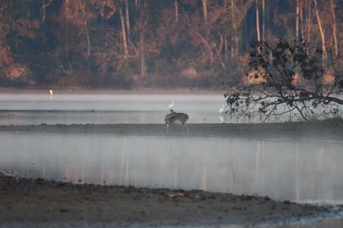 Free A peaceful scene of a deer and egrets in the misty Decatur wetlands at dusk. Stock Photo