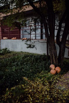 A serene autumn garden in Minsk featuring pumpkins by a tree, evoking a calm, fall atmosphere.