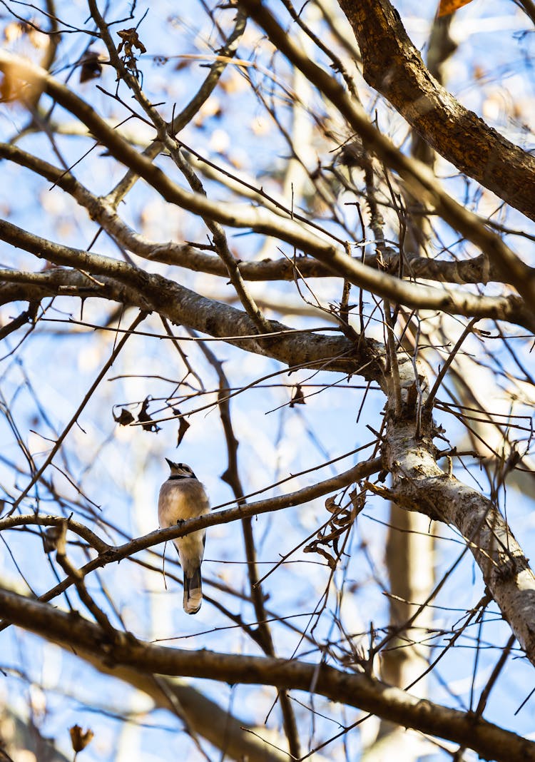 Perched Blue Jay On The Tree Branch