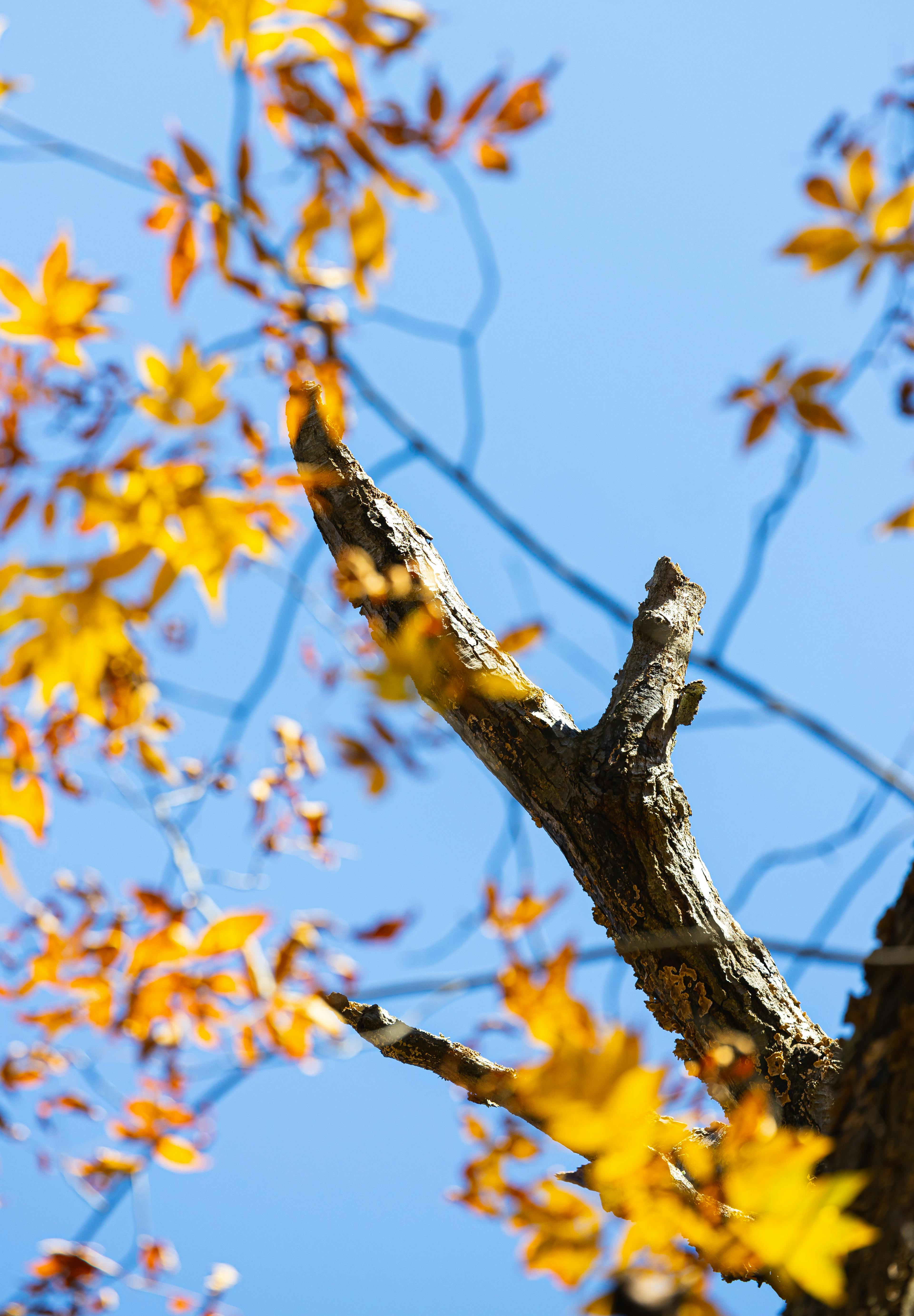 A Tree Branch near Yellow Leaves · Free Stock Photo