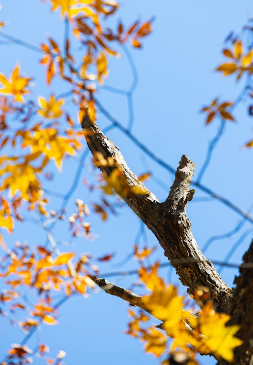 A Tree Branch near Yellow Leaves