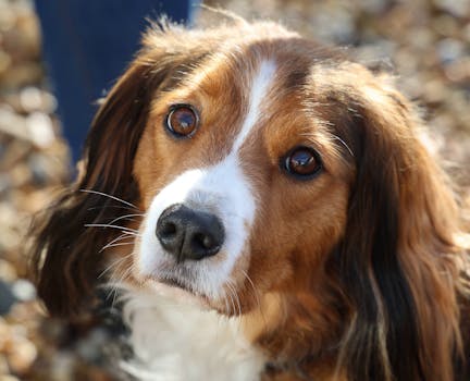 Kooikerhondje image image_4