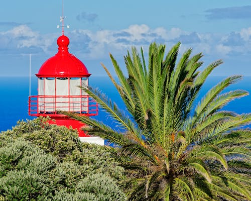 Close-Up Photo of a Lighthouse and a Palm Tree