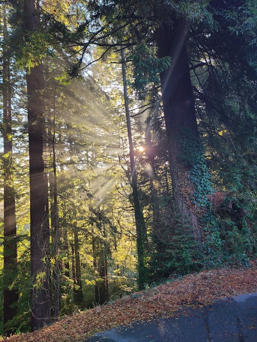 Gratis stockfoto met sequoia