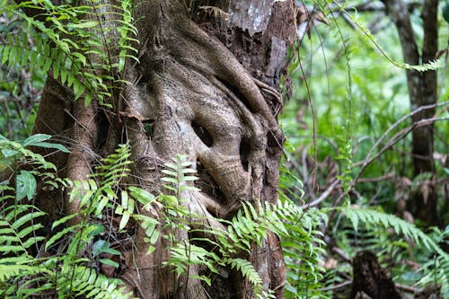 Gratis lagerfoto af gammelt træ, moder natur, naturudsigt