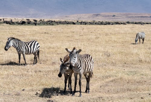 Бесплатное стоковое фото с домашняя живность, зебра, зебры