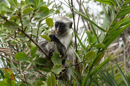 Jozani forest red colobus monkeys — Zanzibar