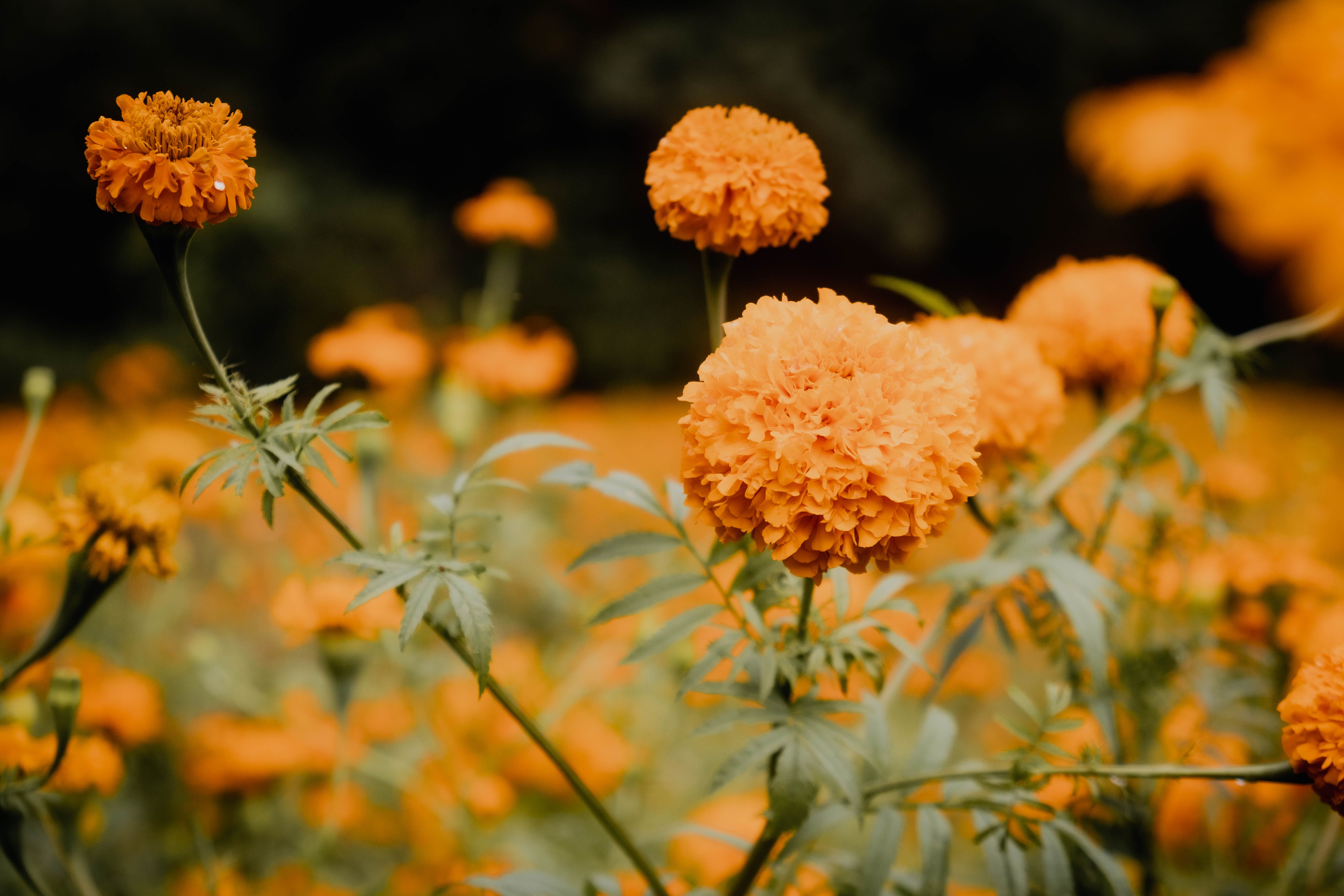 Yellow Flowers in Close Up Shot · Free Stock Photo