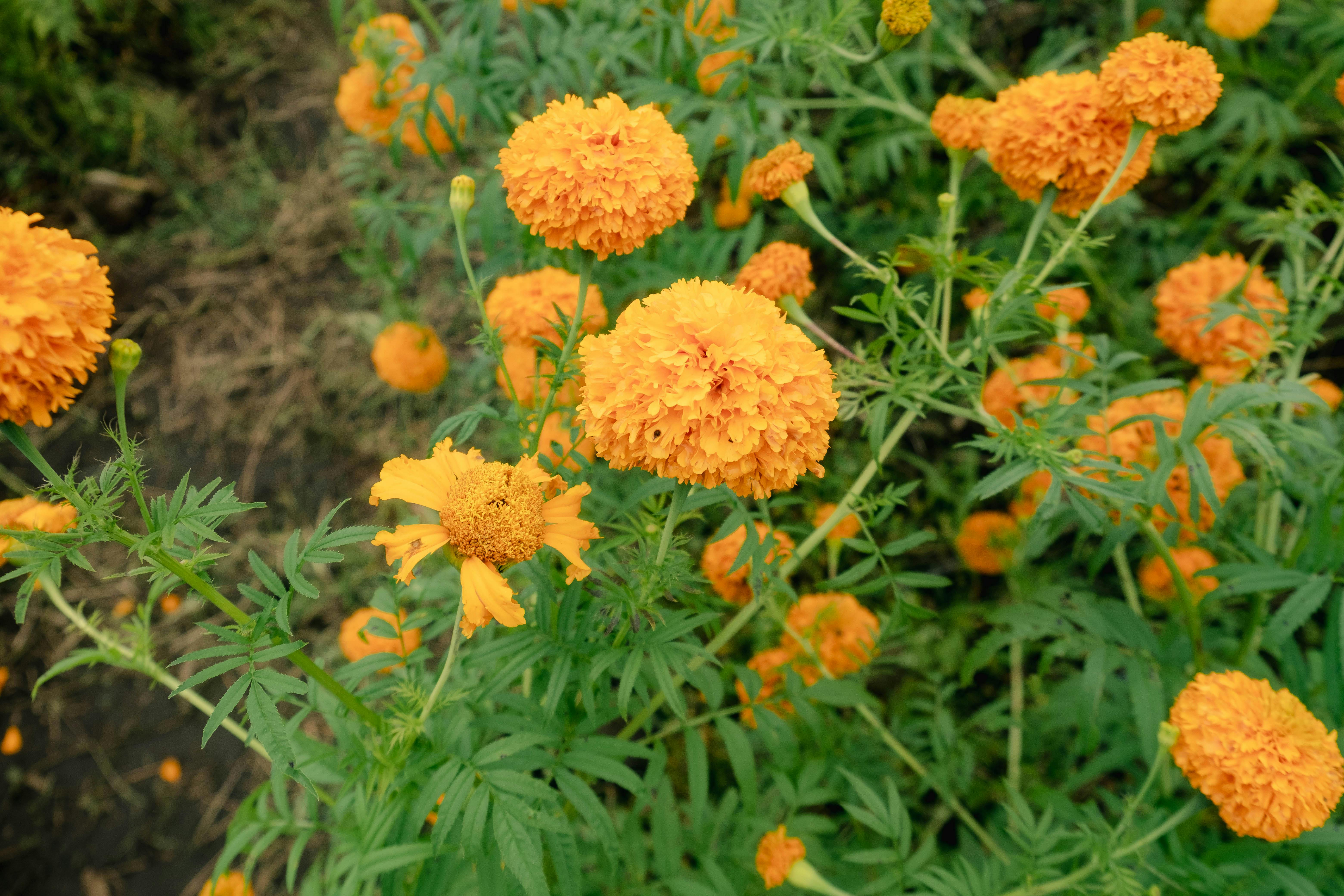 Bright orange marigold flowers in a garden setting, perfect for nature enthusiasts.