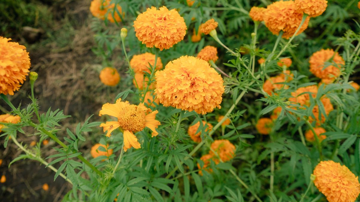 Photo: Davis Arenas / Pexels Bright orange marigold flowers in a garden