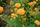 marigold