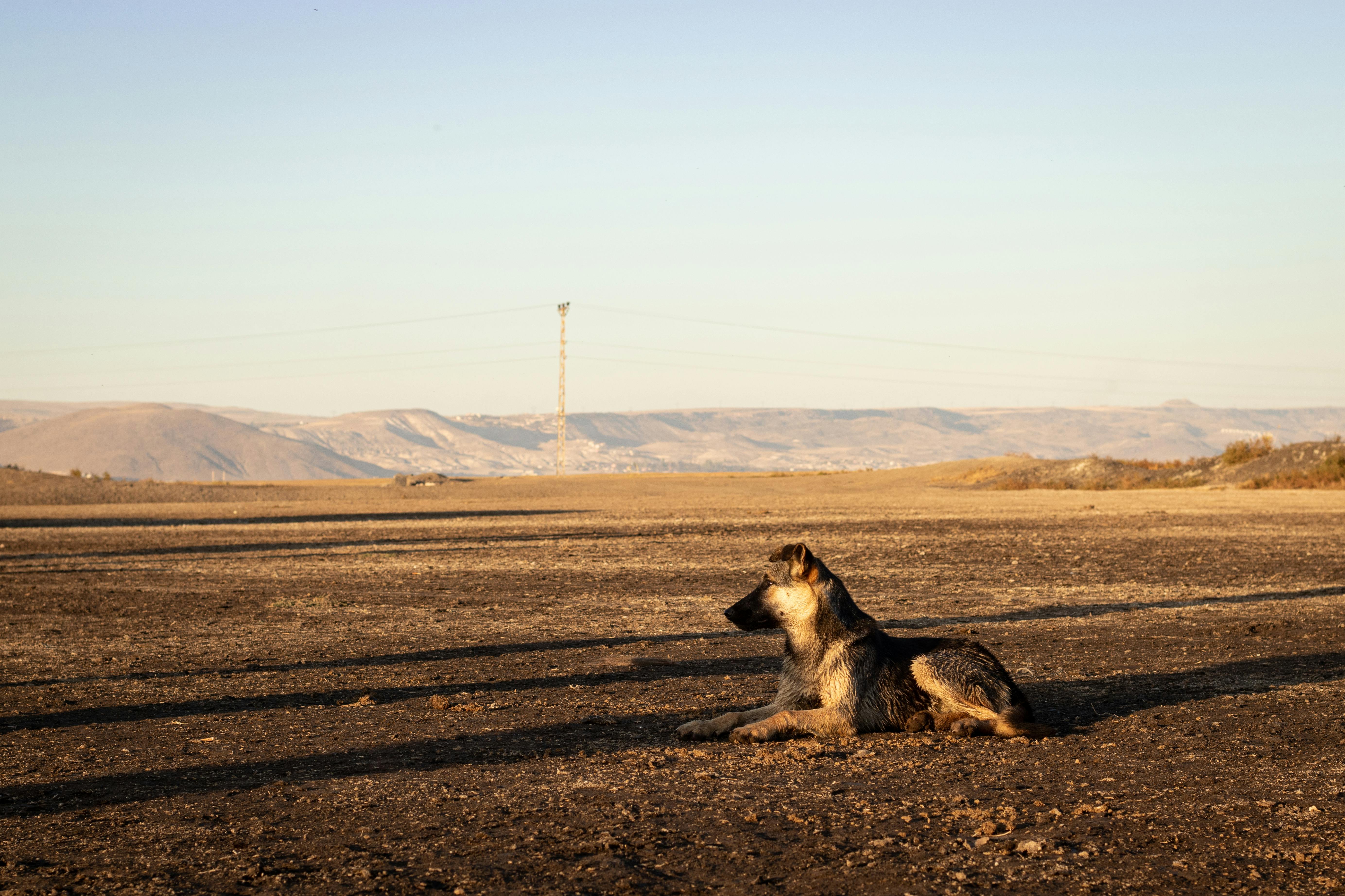 Brown and Black Dog on Brown Field