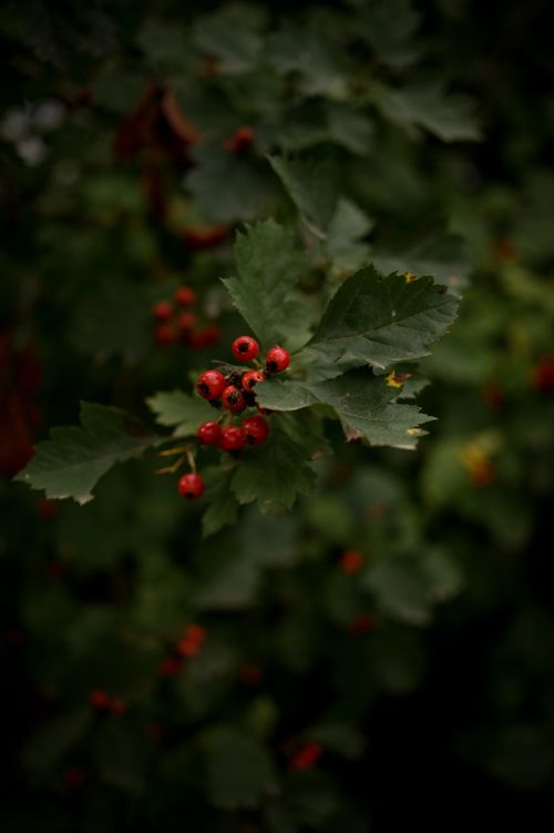 Free A detailed capture of red hawthorn berries nestled among green leaves, showcasing nature's beauty. Stock Photo