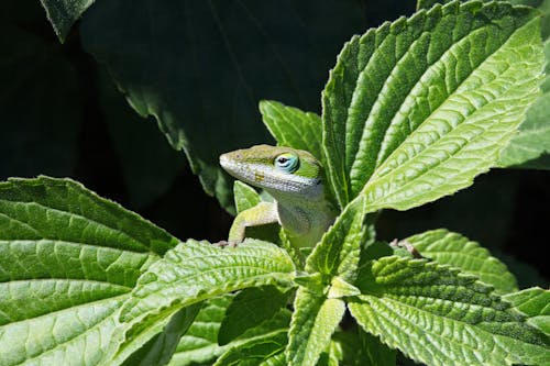 Anole