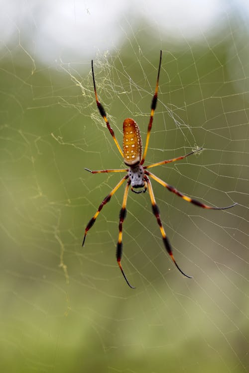 Close Up Shot of a Spider