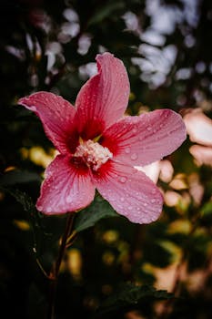 Close-up photo of a pink hibiscus flower with raindrops on its petals, showcasing its vibrant beauty.