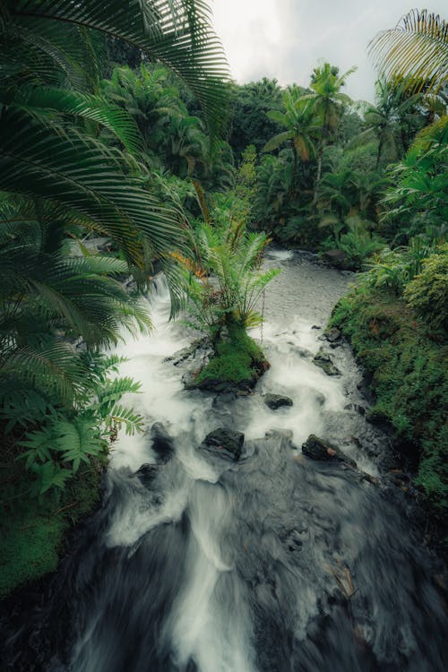 Δωρεάν στοκ φωτογραφιών με rocky river, βλάστηση, δασικός