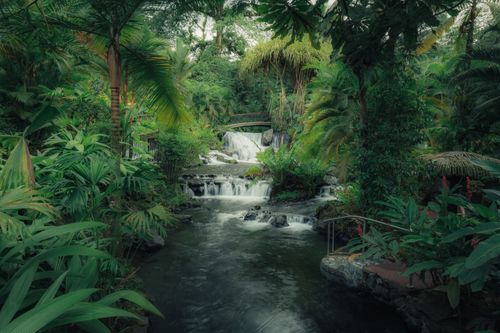 Free Explore a tranquil jungle scene with vibrant greenery and cascading waterfall. Stock Photo
